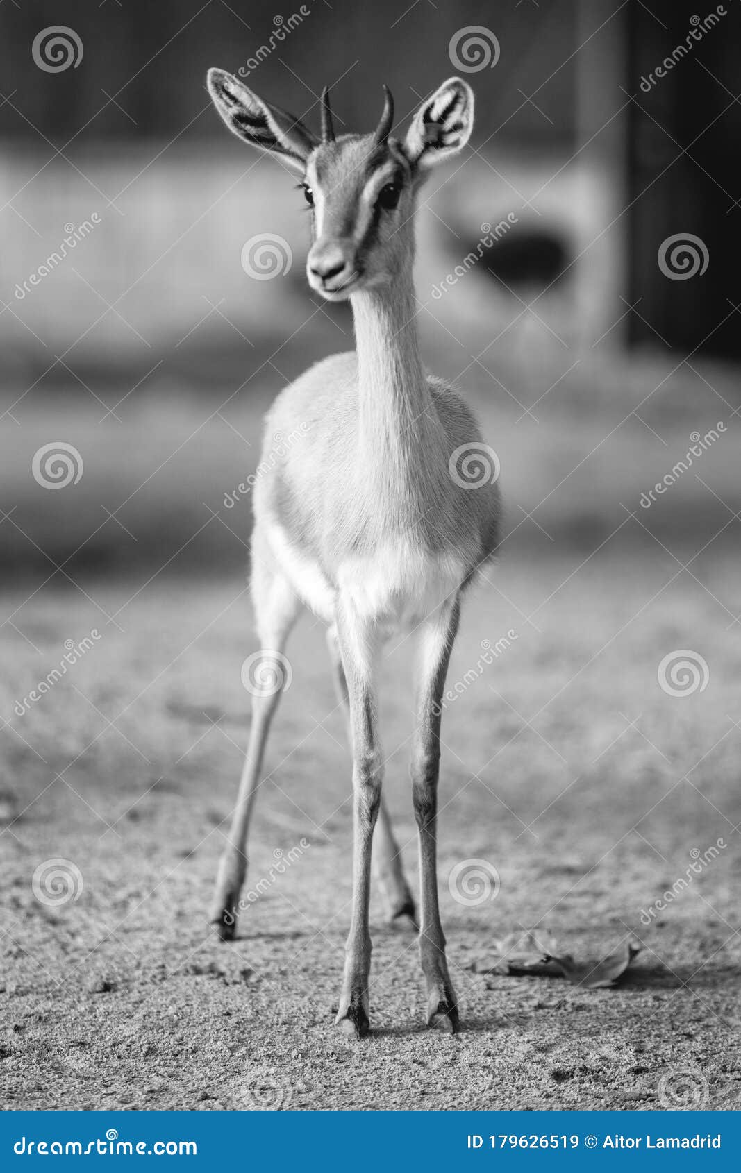 Vertical Black and White Gazelle Portrait Stock Image - Image of beautiful,  horns: 179626519