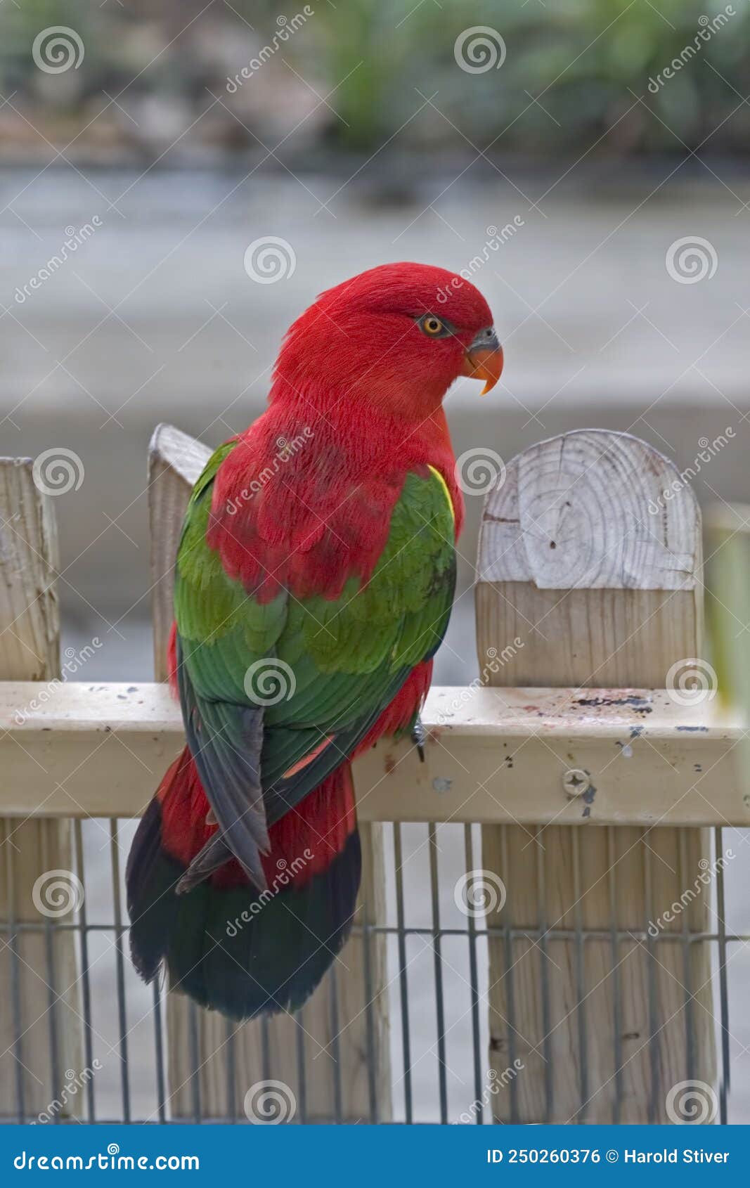 Vertical of a Chattering Lory, Lorius Garrulus Stock Photo - Image of