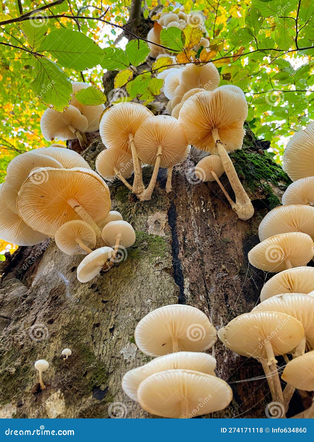 vertical: white tree mushrooms grow on the side of a moss-covered tree trunk.