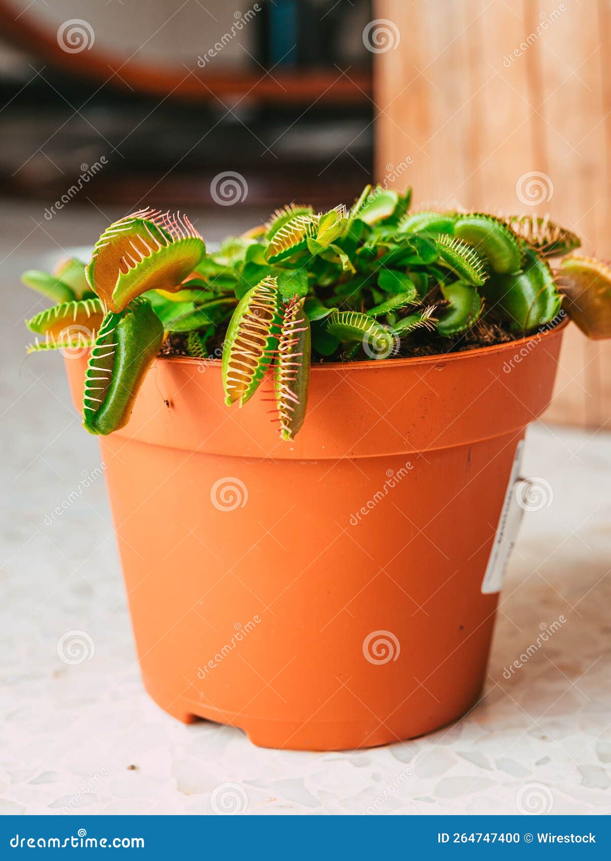 Vertical Closeup View of a Venus Flytrap Plant in a Flowerpot Stock