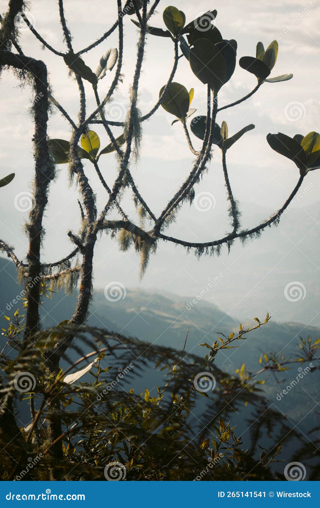 vertical closeup of branches of a tree with green-covered hills on the background