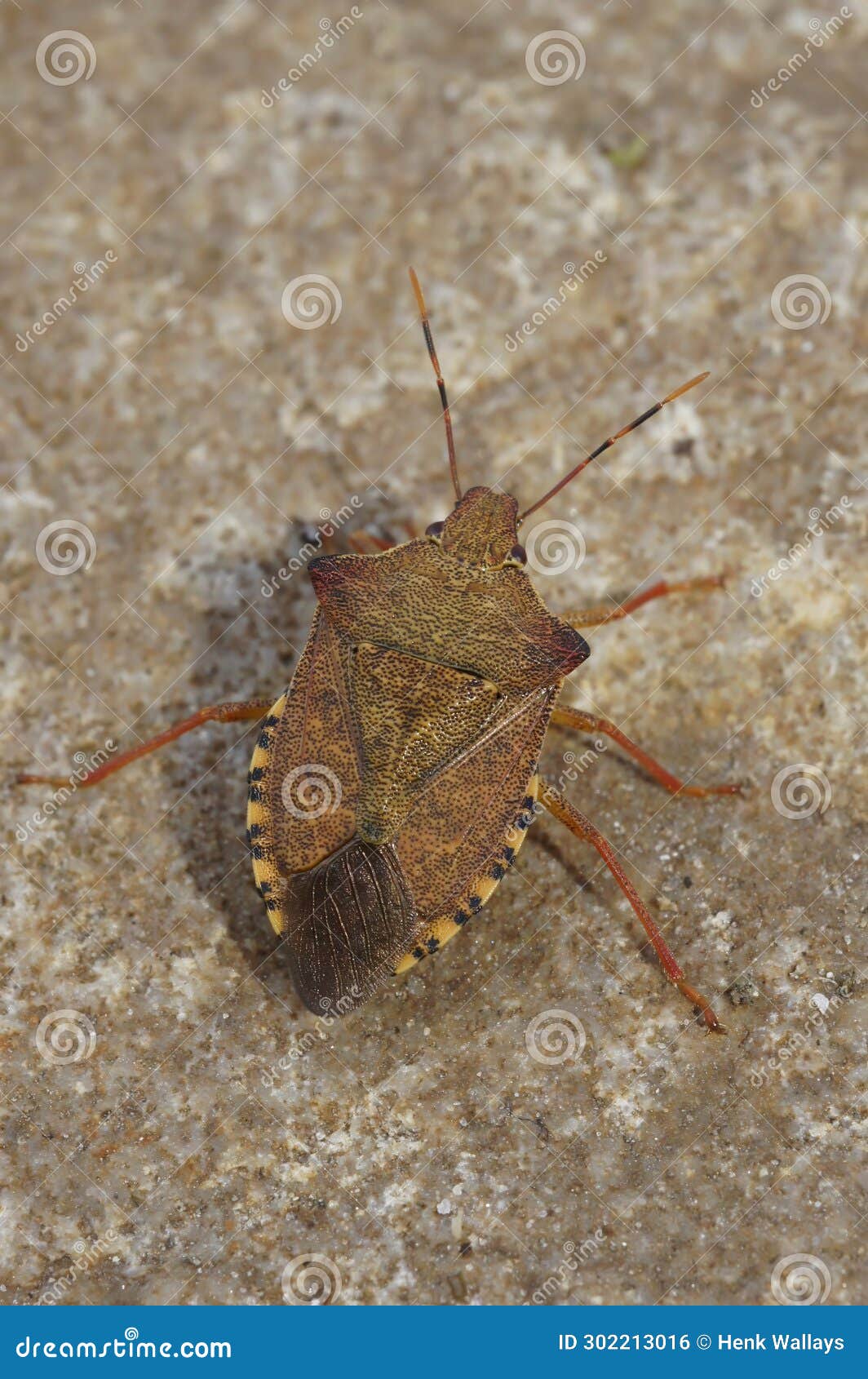 vertical closeup on a the brown dock leaf bug, arma custos, sitting on a stone