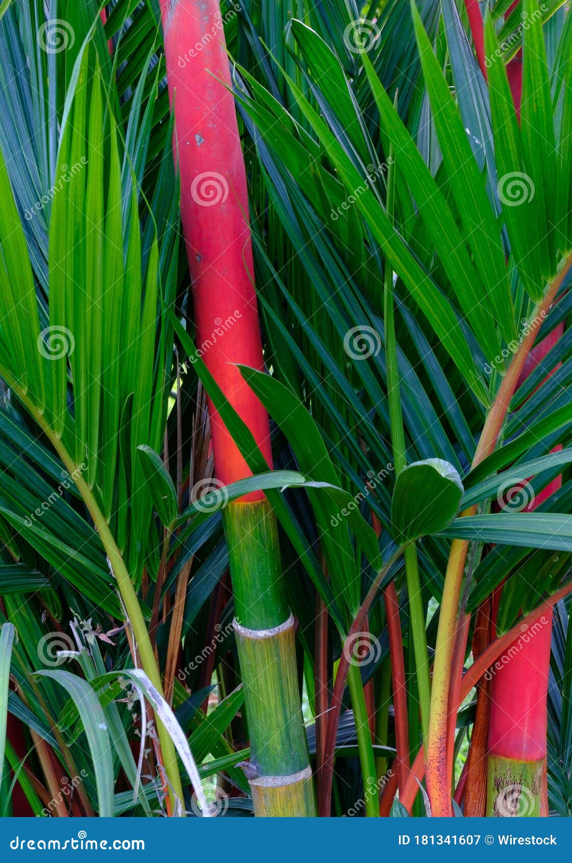 vertical closeup of cyrtostachys renda trees under the sunlight - great for an aesthetic background