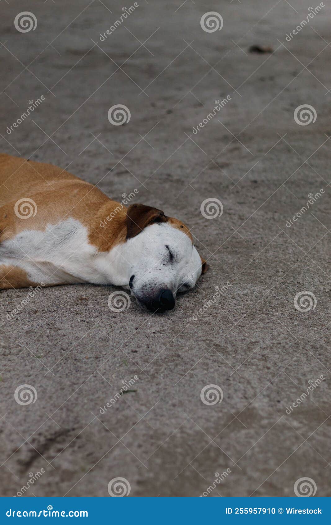 Vertical Closeup of a Farm Dog Sleeping on the Ground Stock Photo