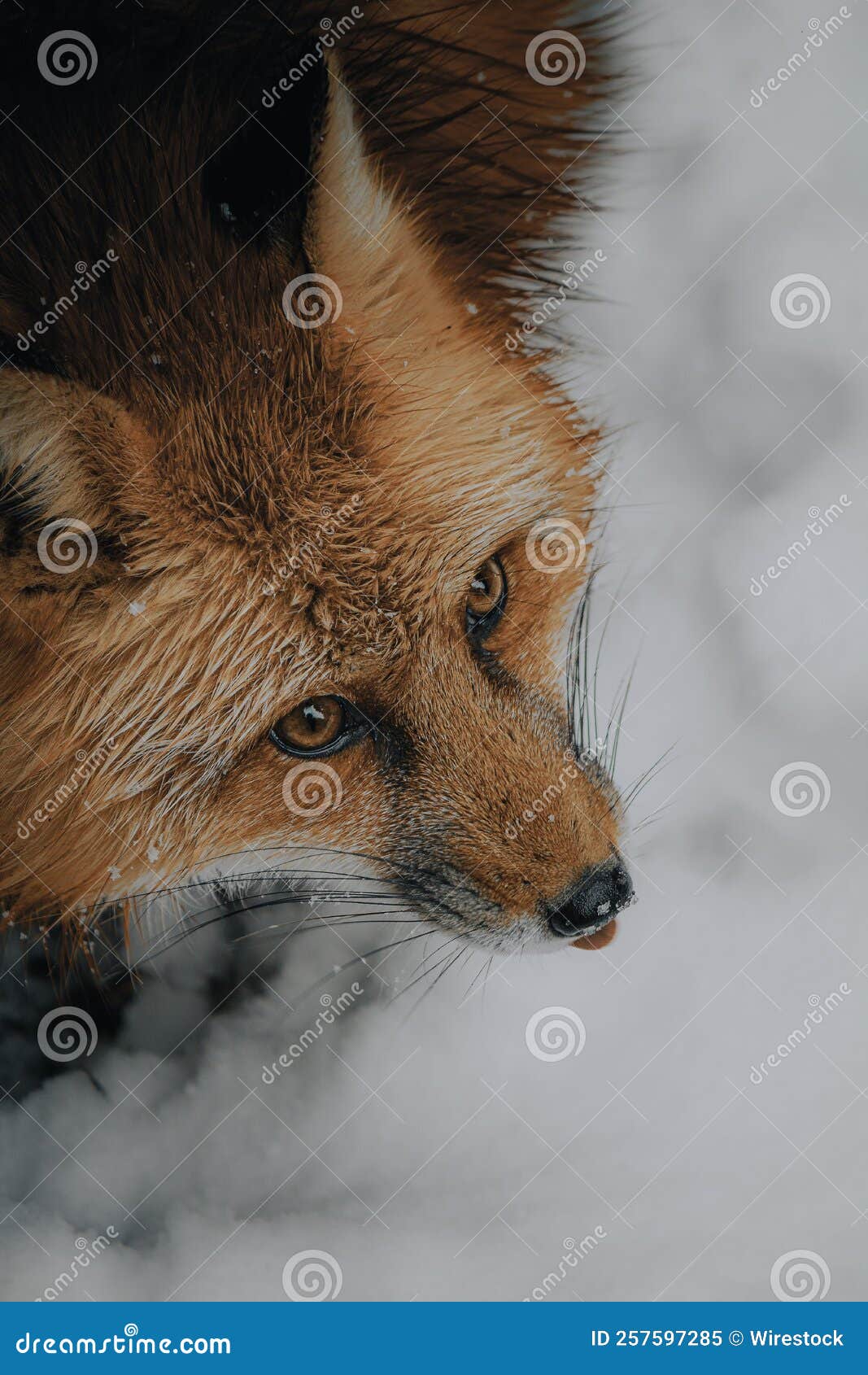 Vertical Closeup of Fox in Snow Stock Image Image of cold, carnivore