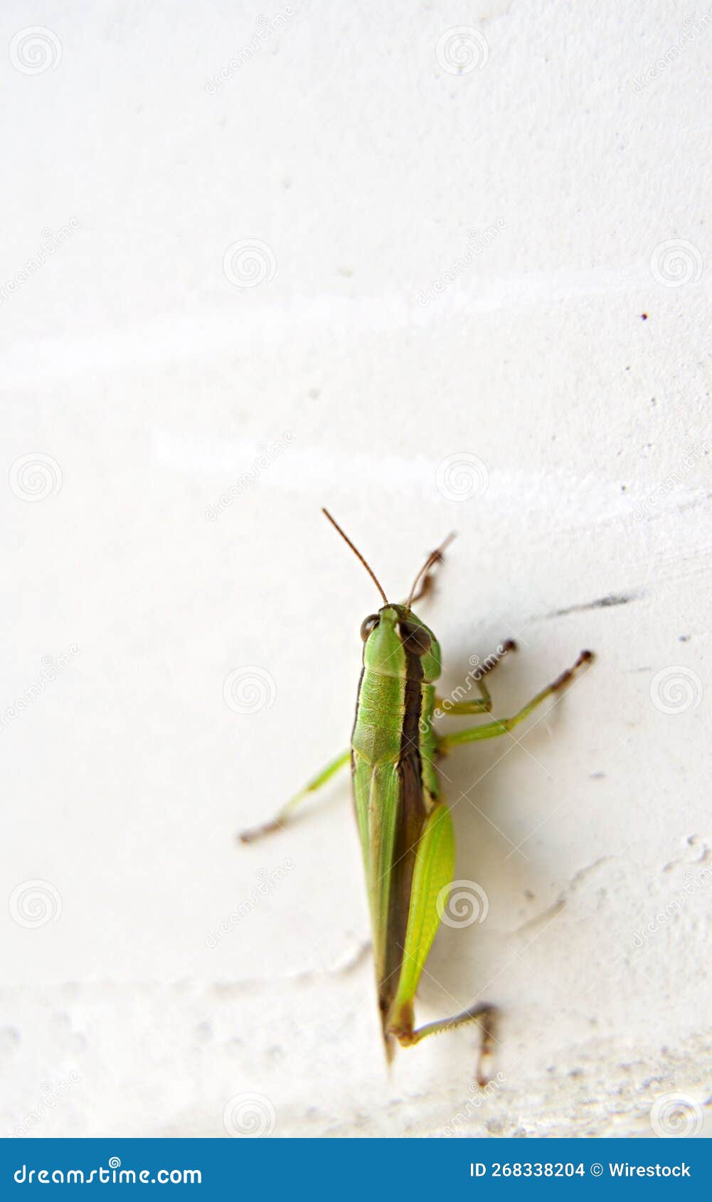 vertical closeup of a green grasshopper on a white wall