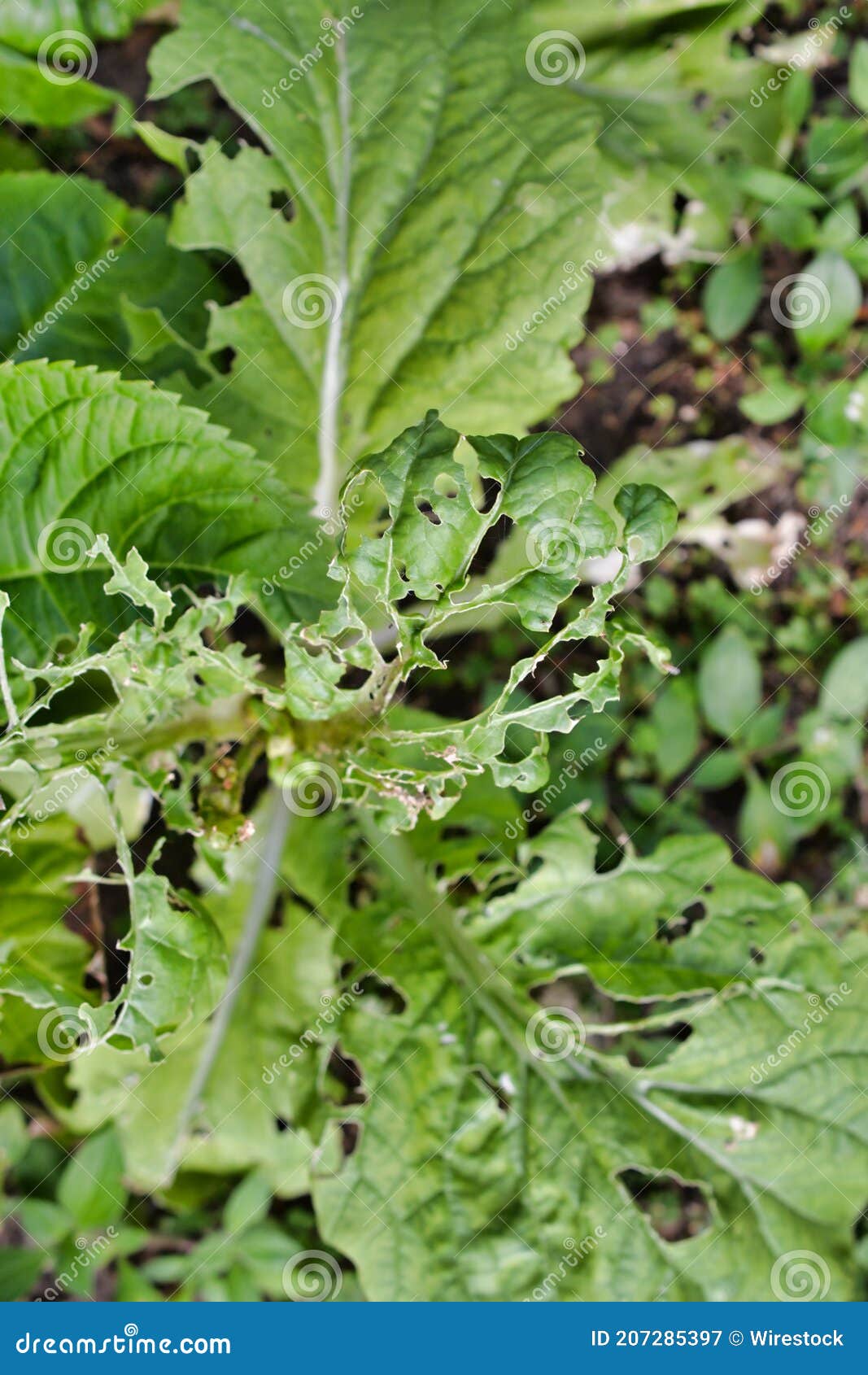 Vertical Closeup of a Plant Leaves Eaten by Bugs Stock Image Image of background, land 207285397