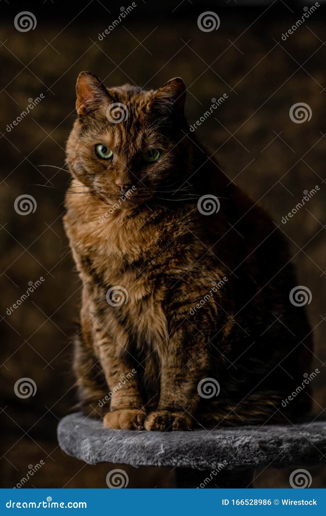 Closeup of a tabby cat looking back with an angry face Stock Photo by  wirestock