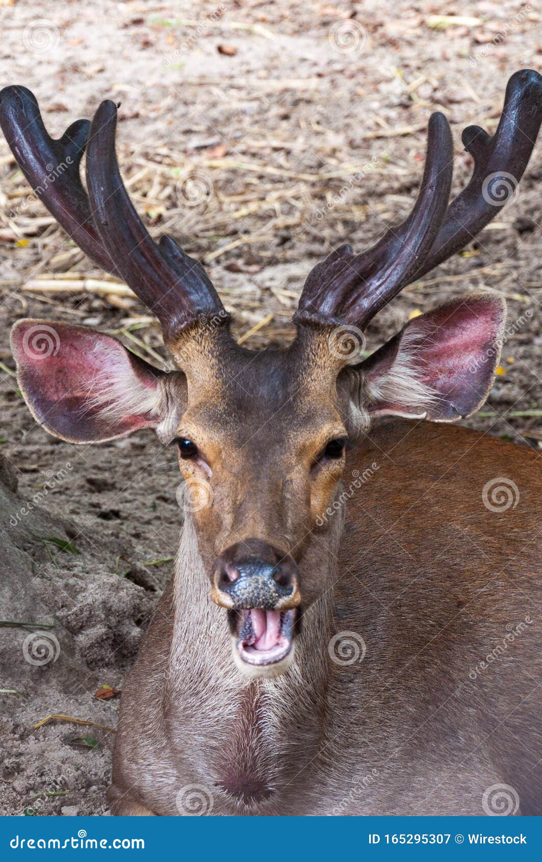 Vertical Closeup Shot of a Brown Elk with an Open Mouth in the Jungle