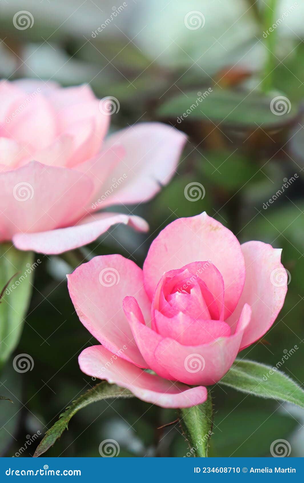 A Vertical Cover Of Mini Pink Roses In Bloom Stock Photo Image Of