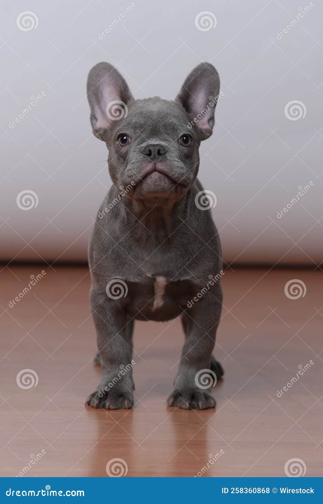 Vertical of a Cute Grey French Bulldog. Stock Photo Image of adorable