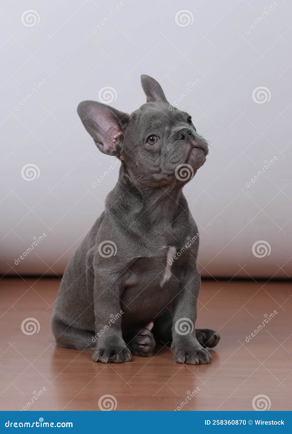 Vertical of a Cute Grey French Bulldog. Stock Photo - Image of ...