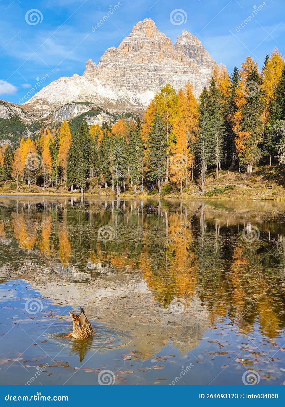 vertical: female duck dips head into tranquil refreshing water of lago d'antorno