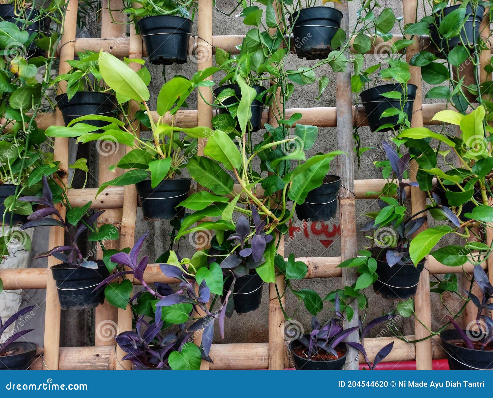 Vertical Garden Made with Bamboo Stock Photo Image of shrub, leaf
