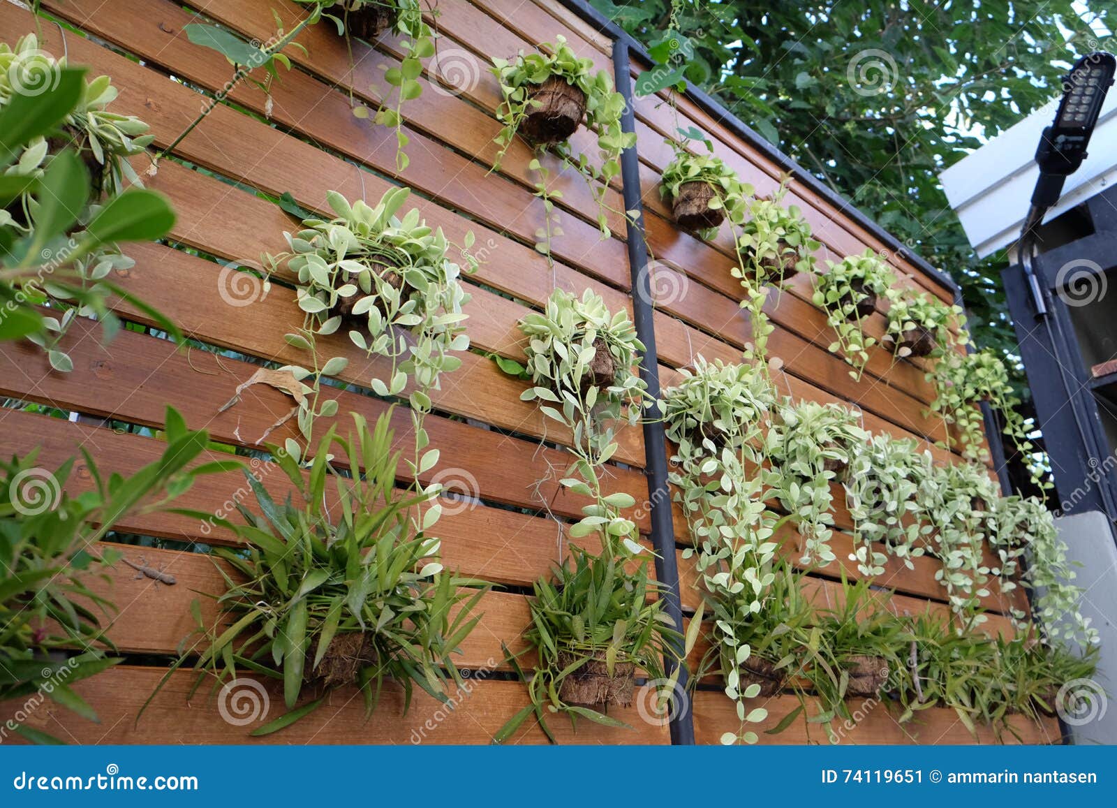 Vertical Garden on Wood Wall Stock Image Image of plant, garden 74119651