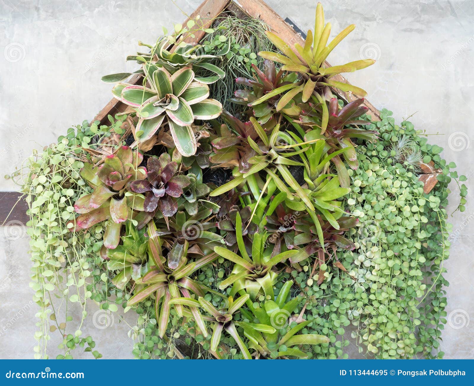 Vertical Garden with the Wooden Frame. Stock Image - Image of garden