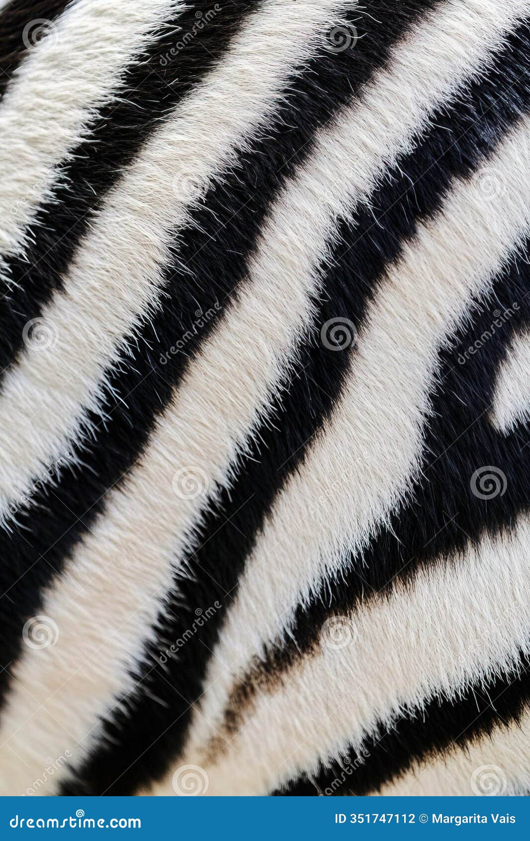 vertical image close-up texture of striped zebra skin