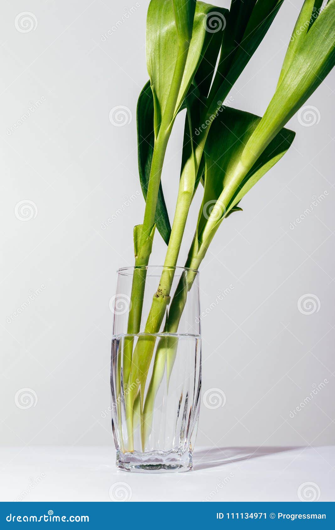 Vertical Image of Flower Stems in a Glass Stock Image Image of romance, glass 111134971