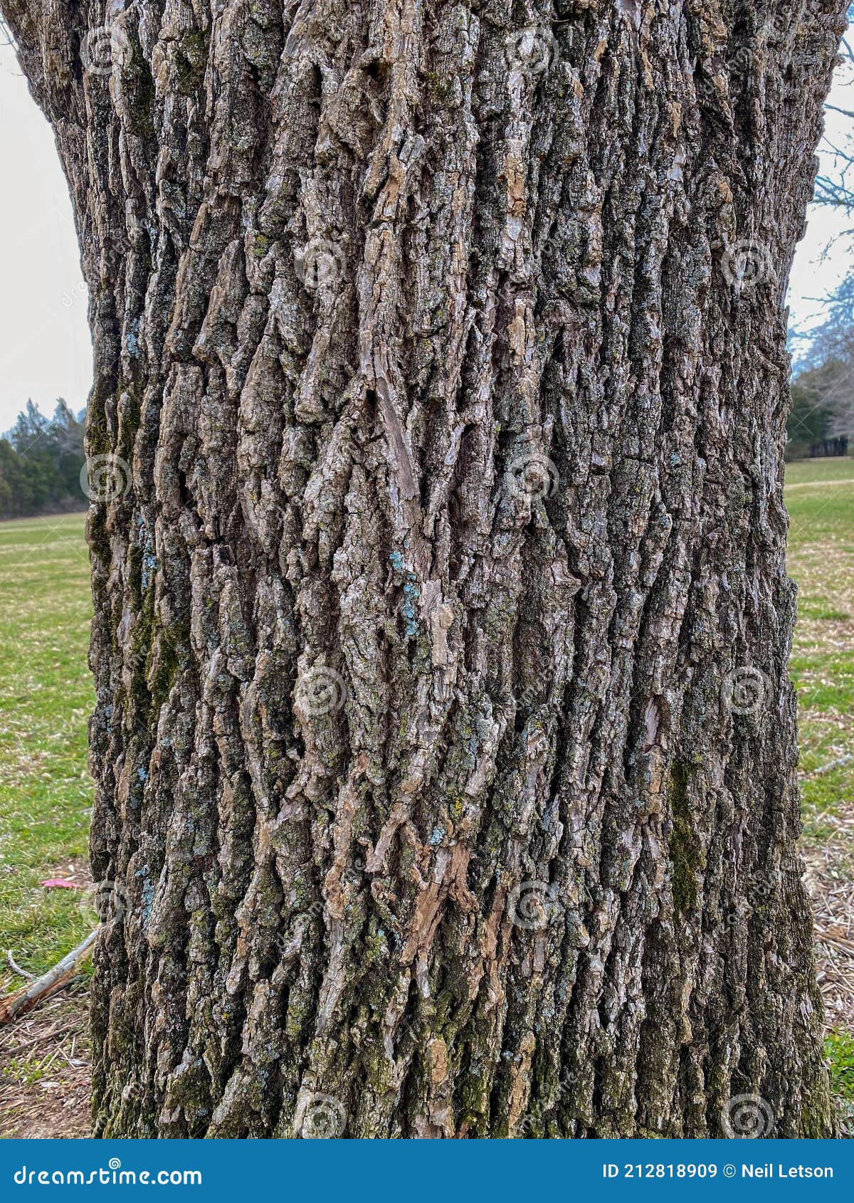 ash tree bark uk