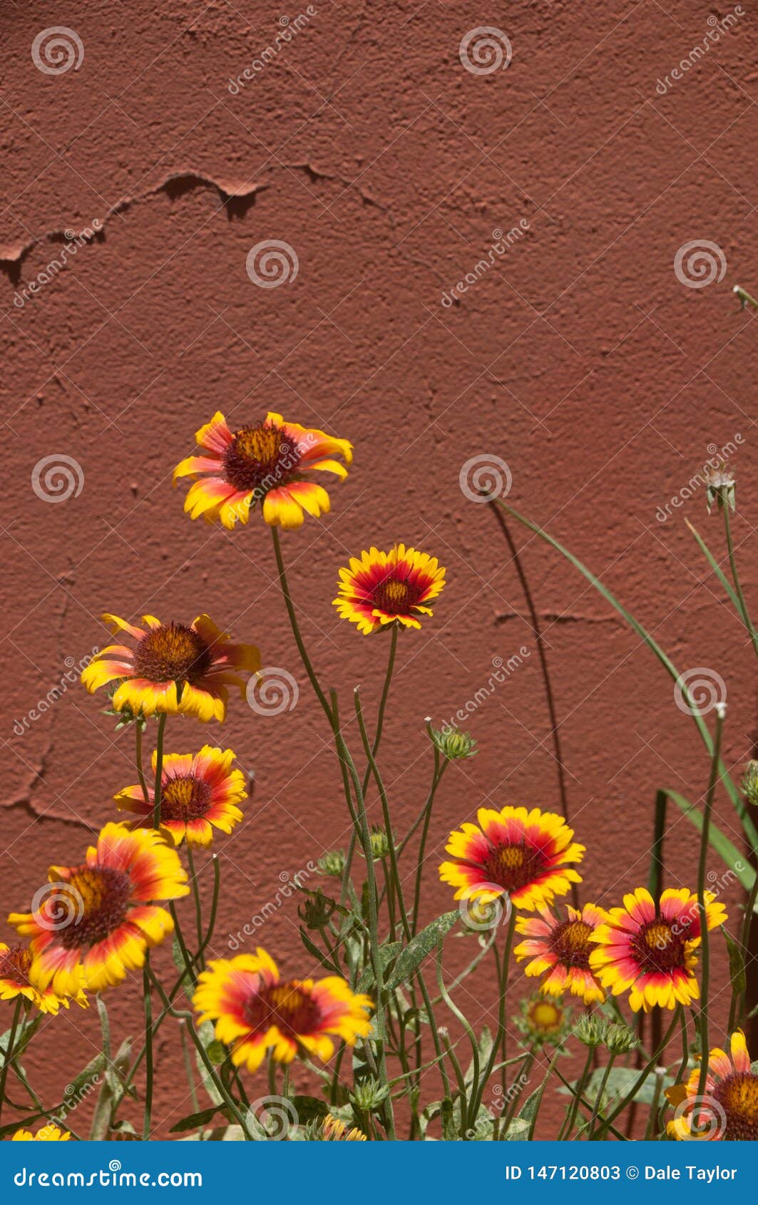 vertical indian blanket wildflowers againstadobe wall, mesilla. nm