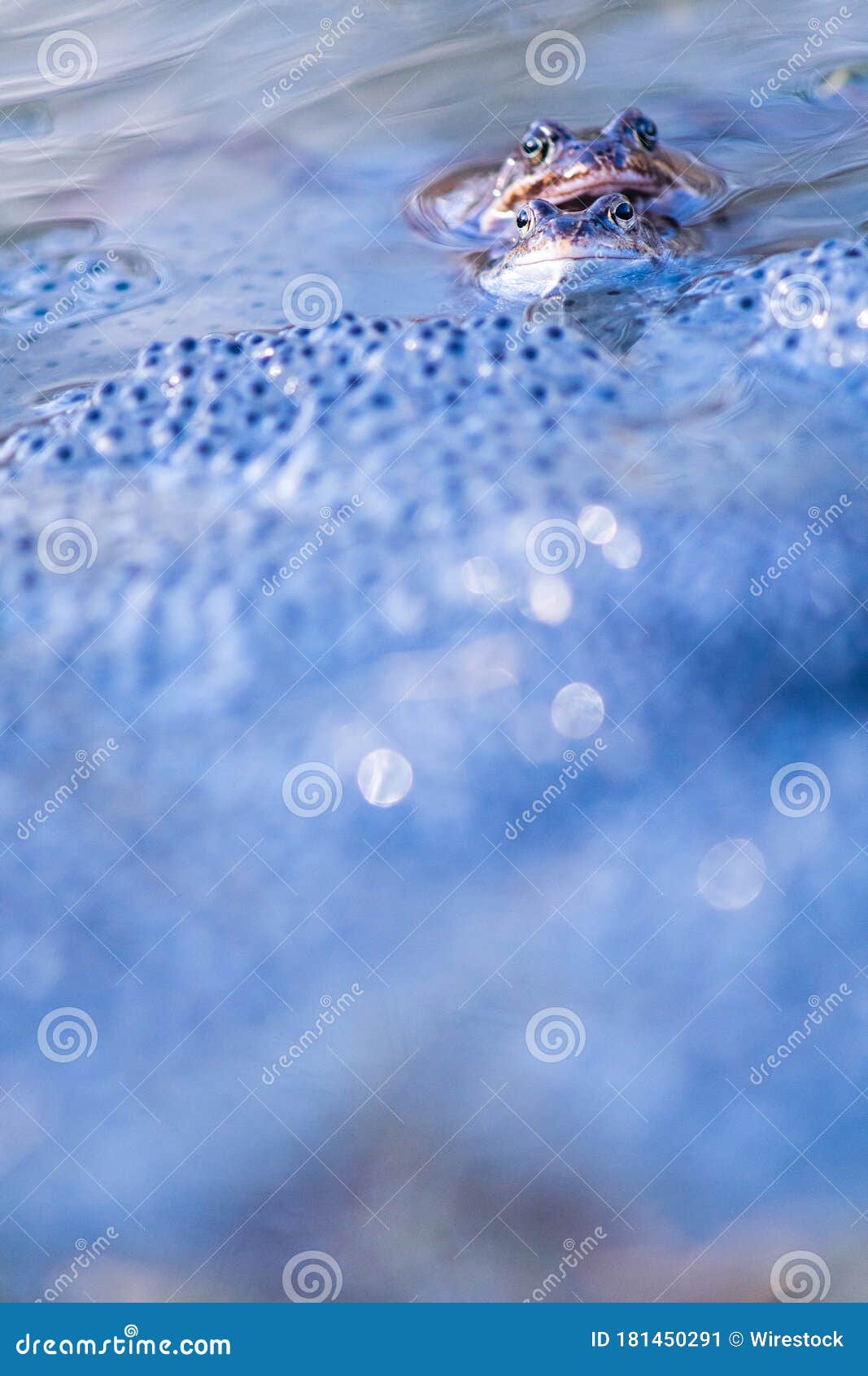 Vertical Image of Two Mating Frogs in Water Surrounded by Frog Eggs