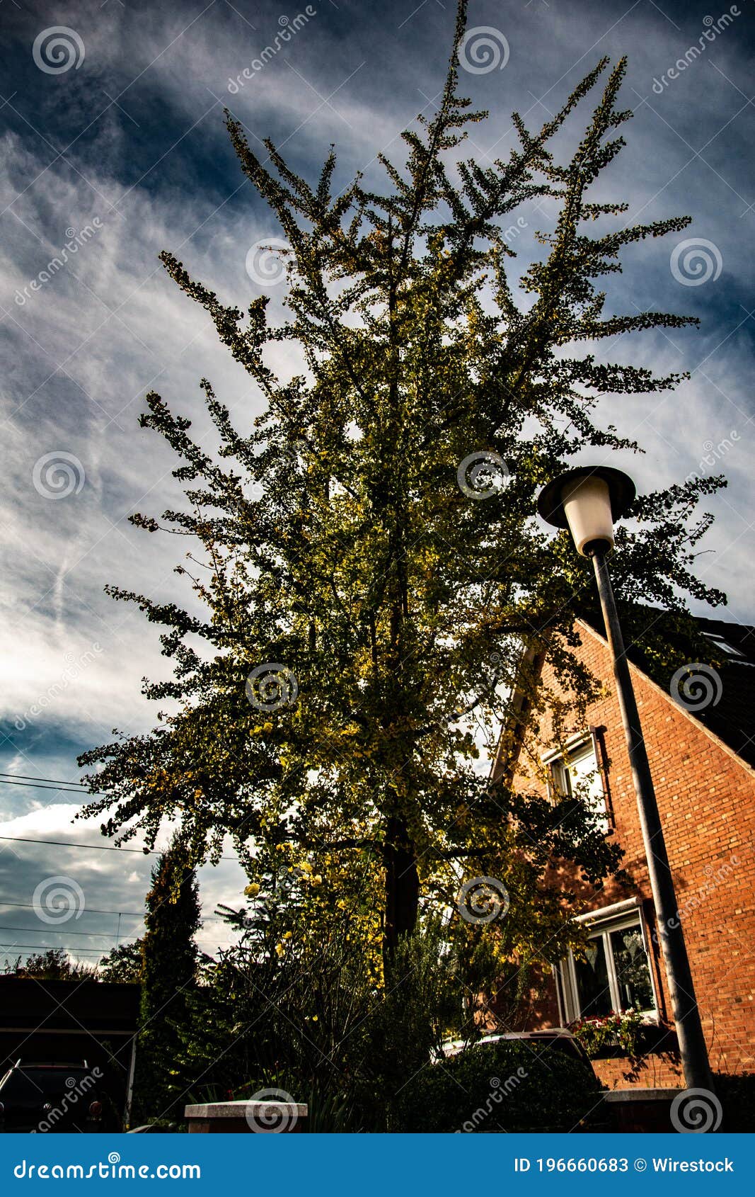 Vertical Low Angle Shot of a Tall Tree Near a House on a Cloudy Blue