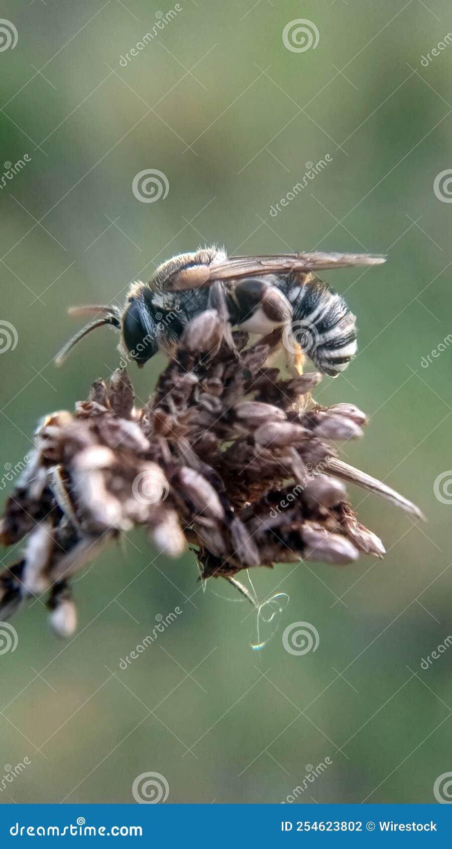 vertical macro shot of a nomia bee perched on a dried flower