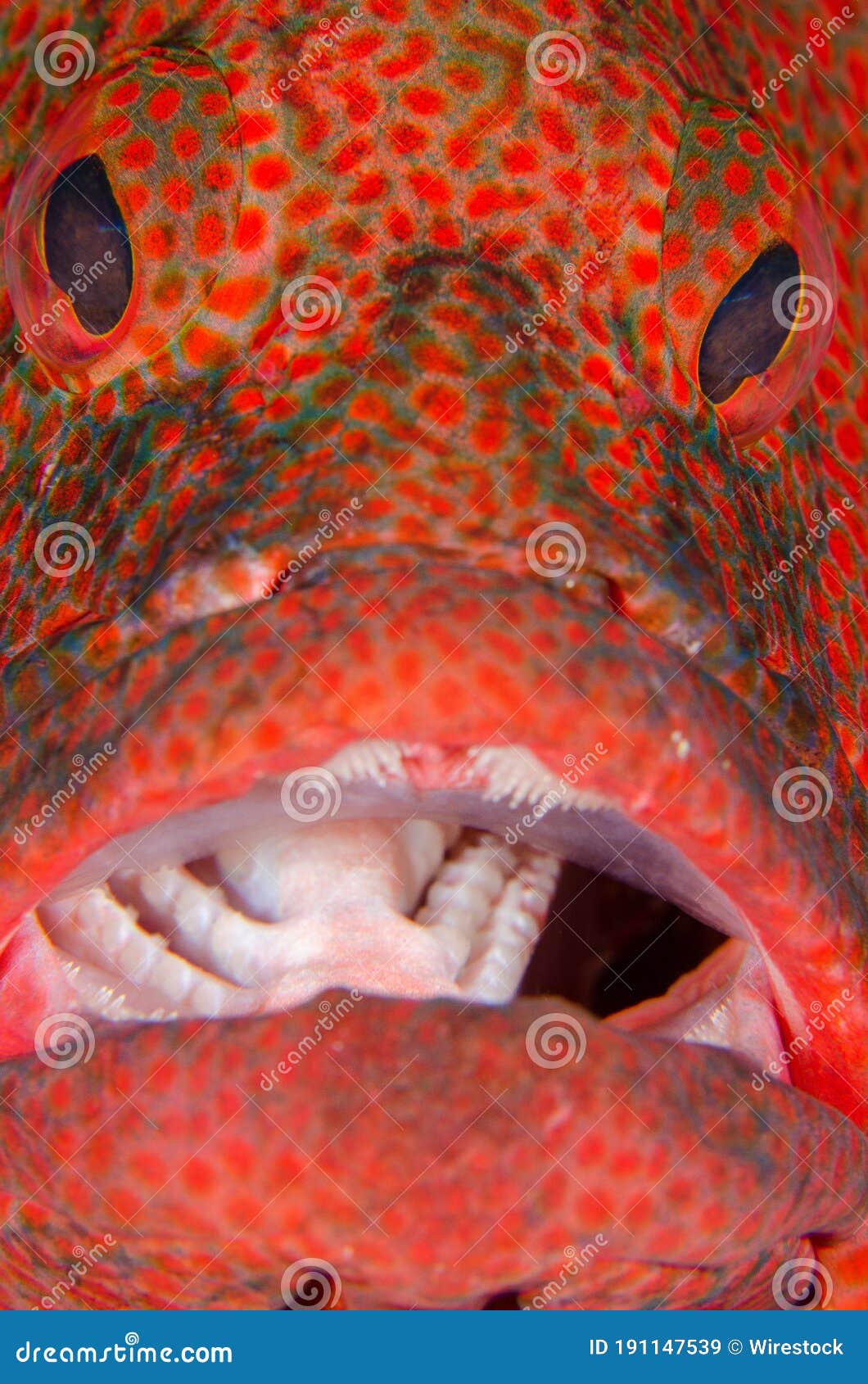 Vertical Macro Shot Of A Red Snapper Under The Water Stock Image Image Of Holiday Nature 191147539,Ghost Jokes