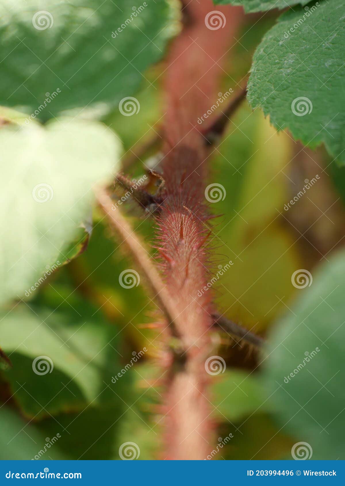 Vertical Macro Shot of a Wine Raspberry Plant Stem Stock Photo Image