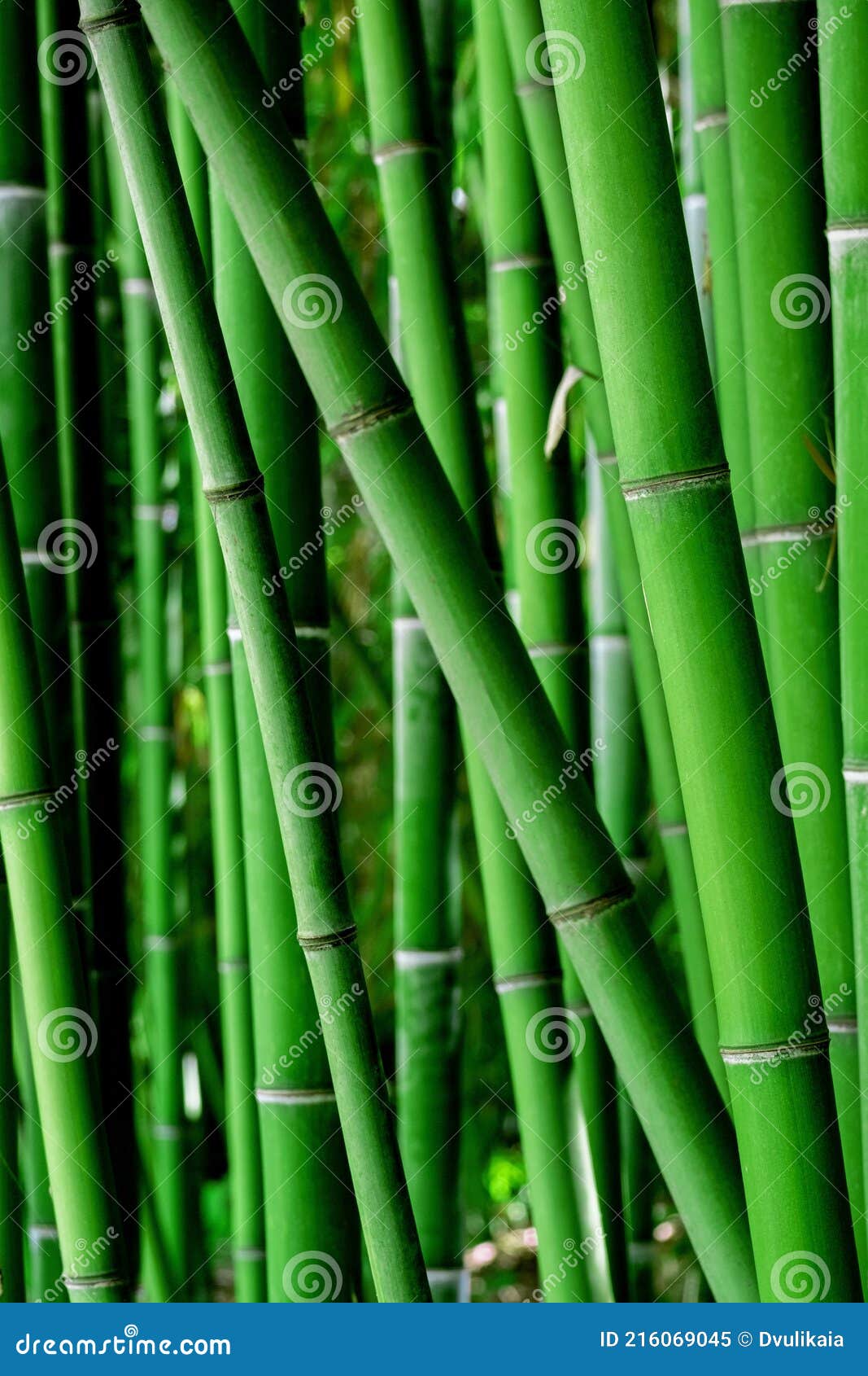 HD wallpaper: bamboo, garden, road, green, plant, green color, tree, land |  Wallpaper Flare