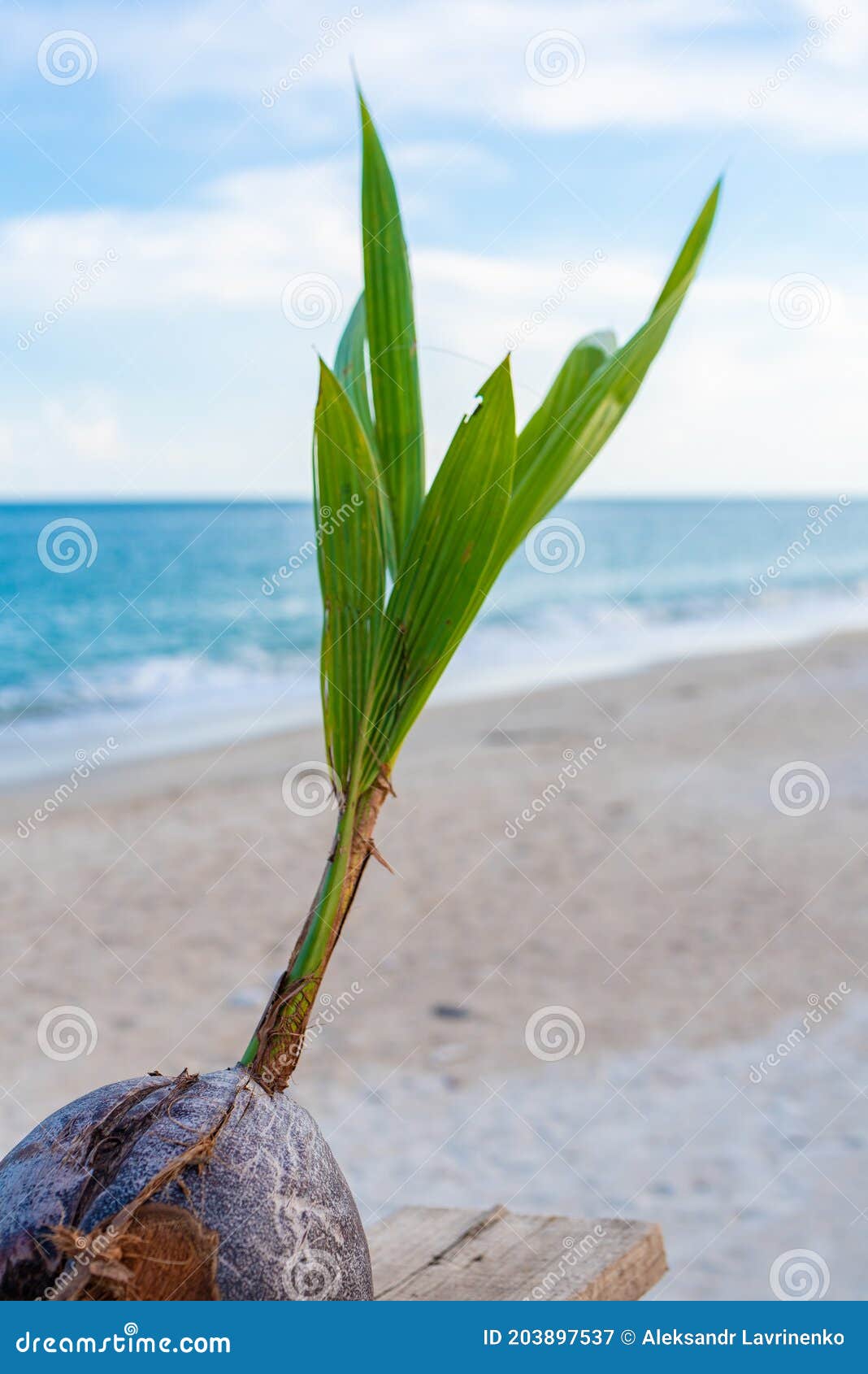 Sprouted Coconuts on the Seashore on Koh Samui in Thailand Stock Image ...