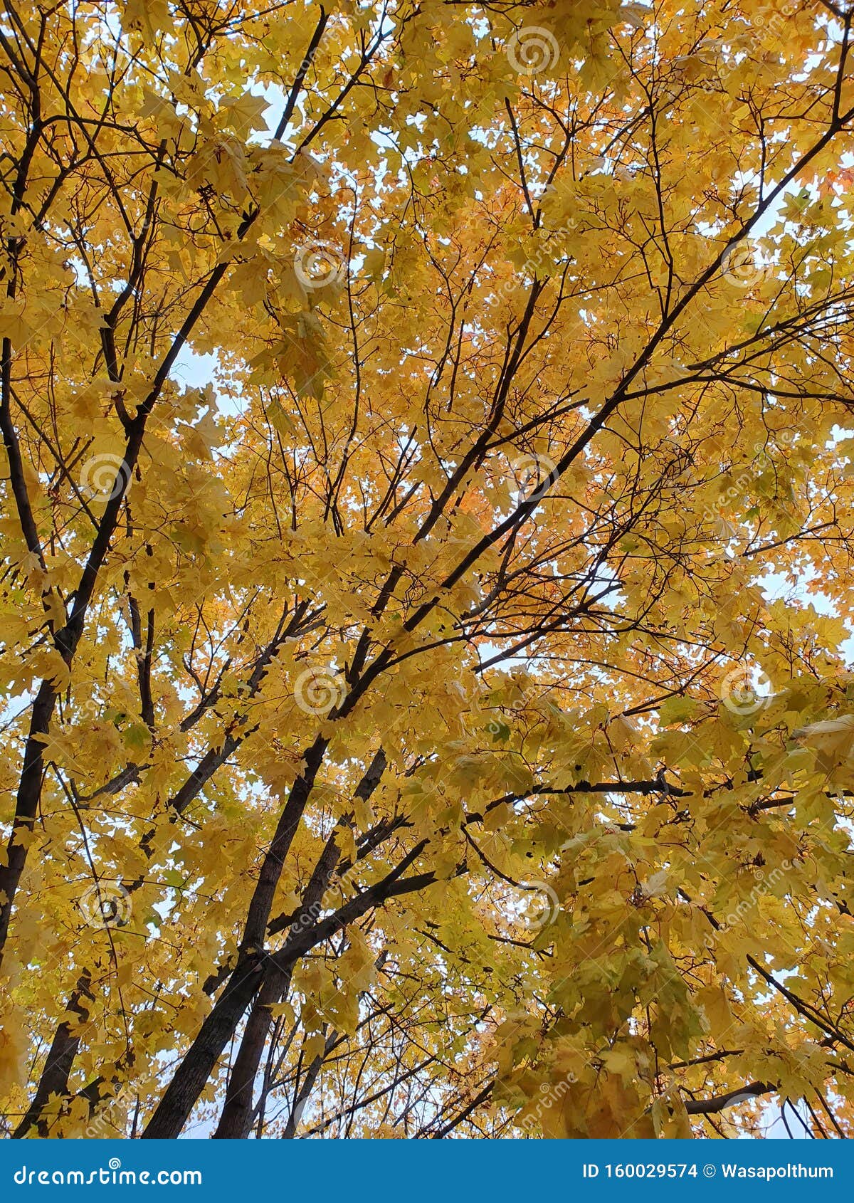 Yellow Leaves Tree in Autumn Vertical Stock Photo - Image of background ...