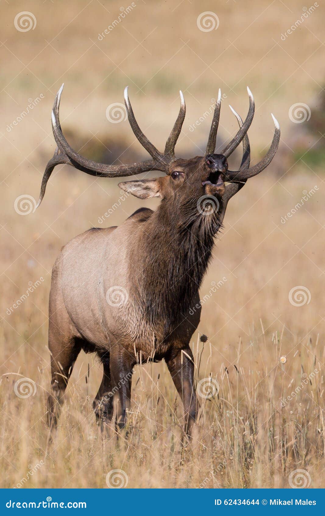 Vertical Picture of Big Bull Elk Bugling Stock Photo Image of