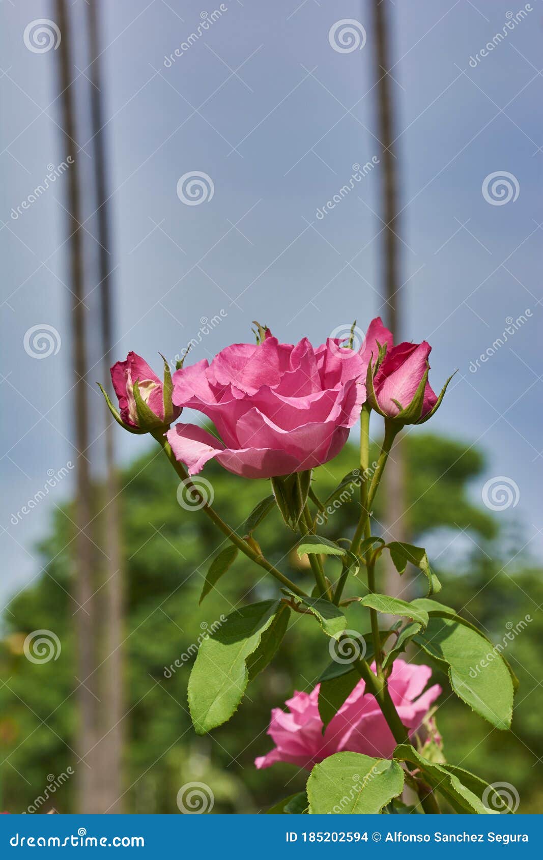 big pink rose with two closed cocoons