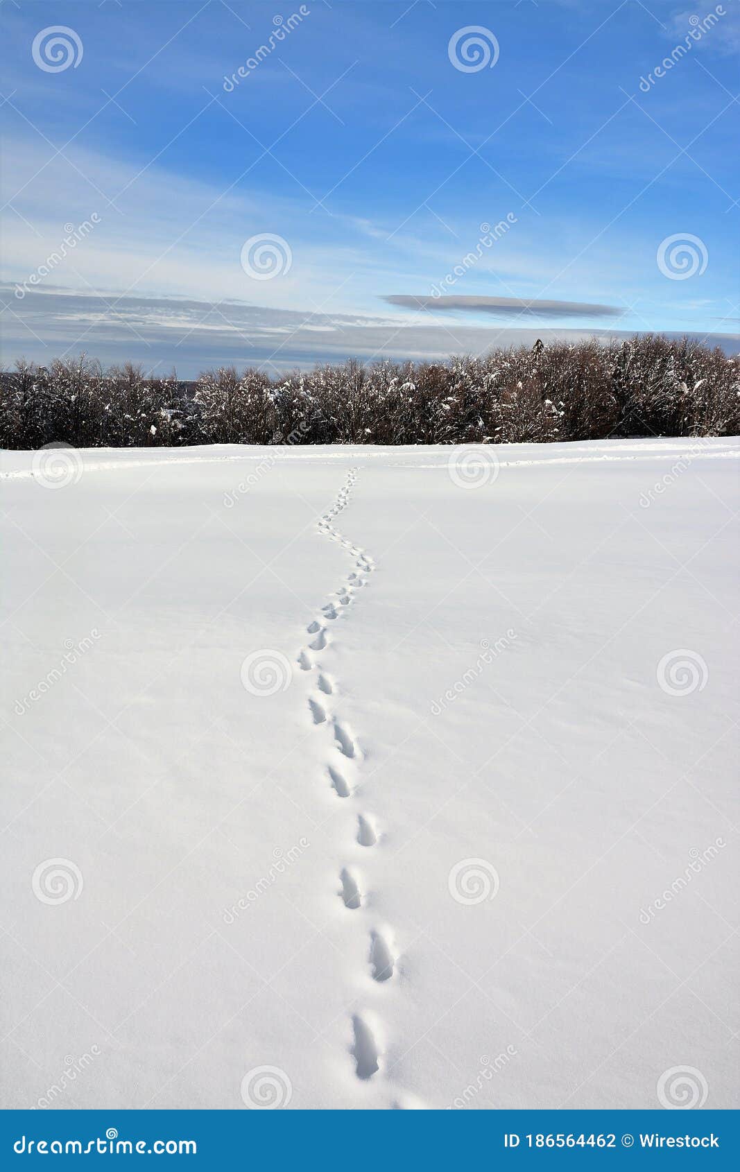 Vertical Picture of Deer Tracks in the Snow Against the Forest at