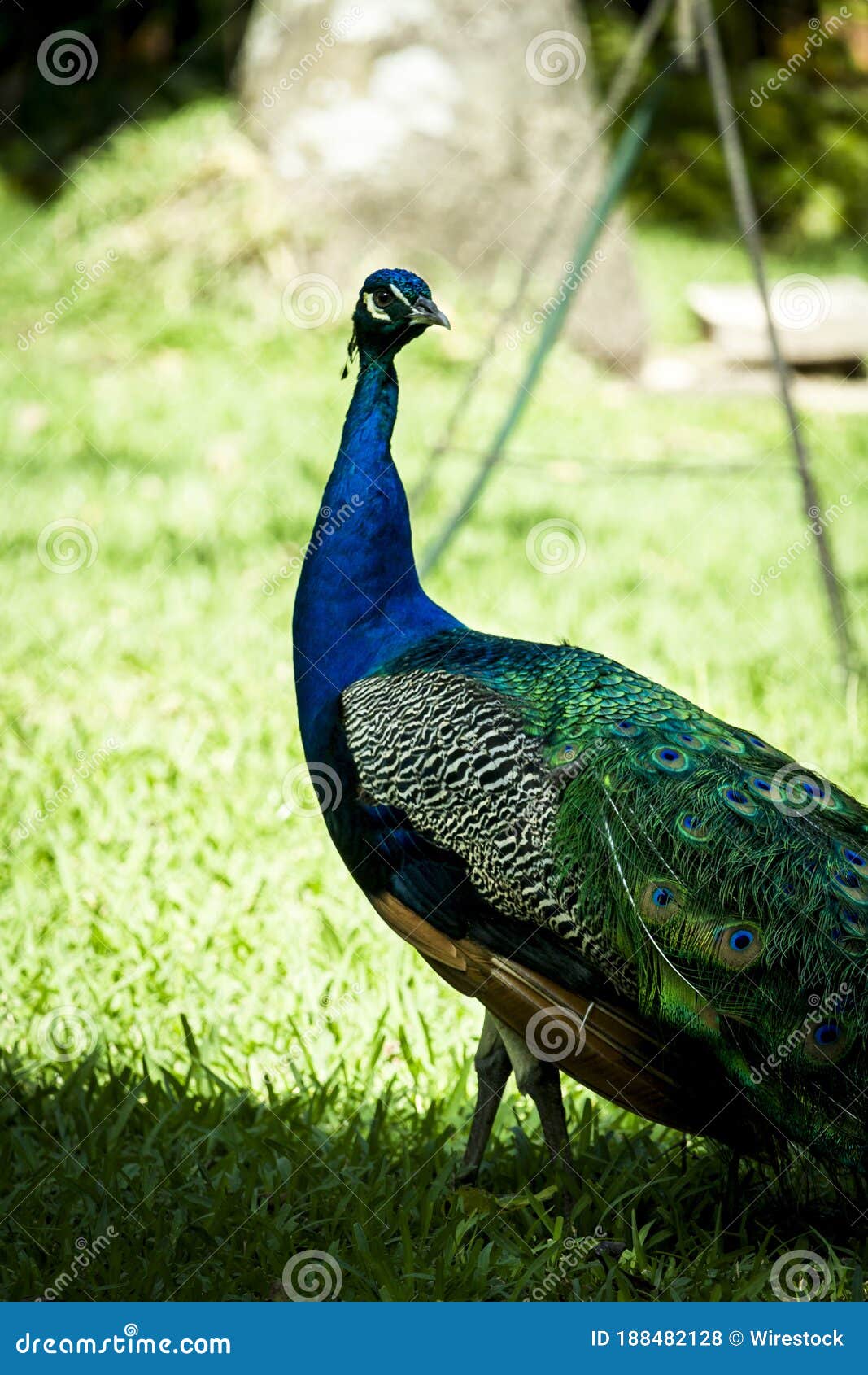 vertical picture of a pavo real at \