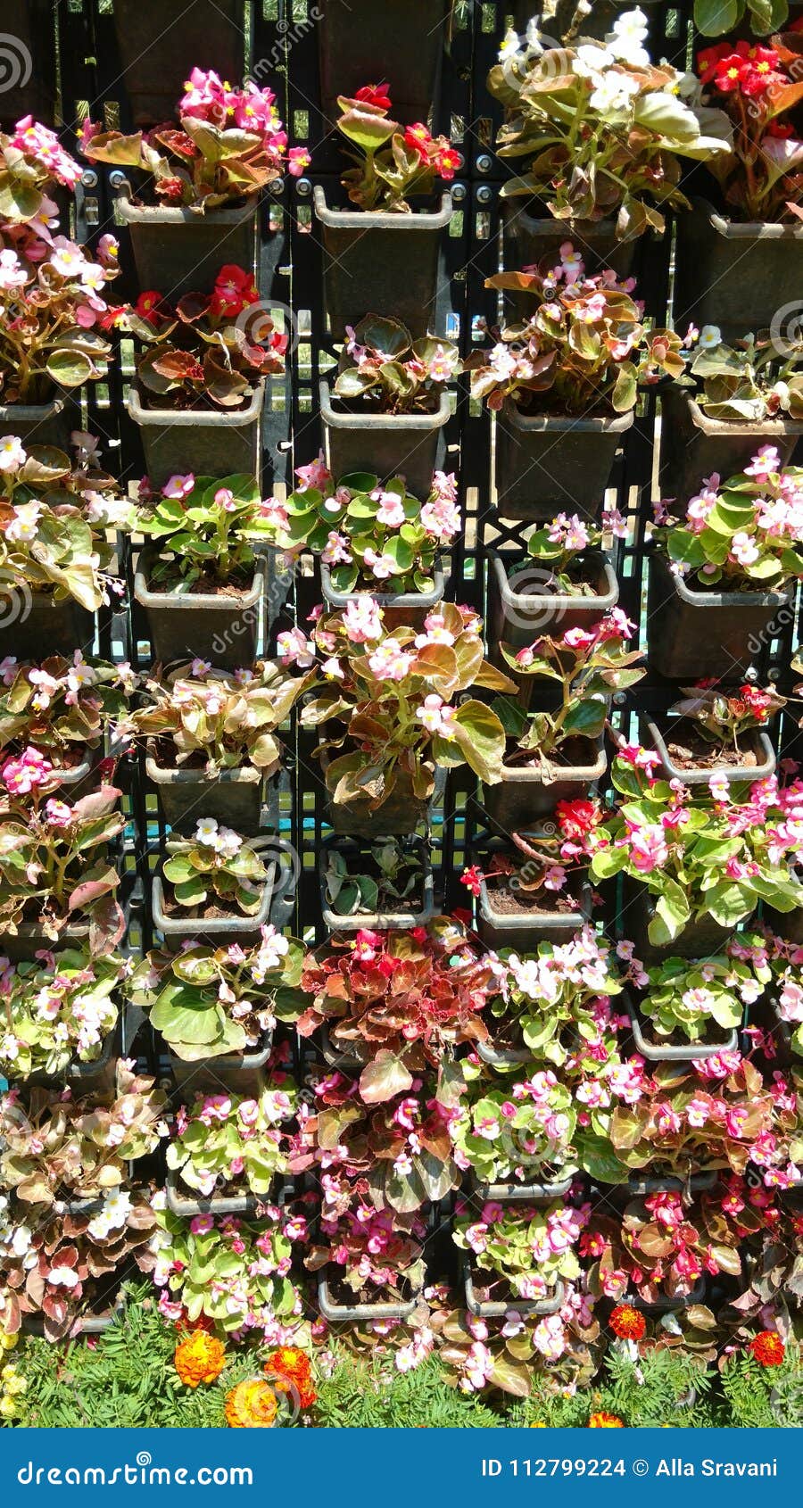 Vertical Plantation of Begonia Semperflorens in a Sunny Day Stock Photo -  Image of house, flowering: 112799224