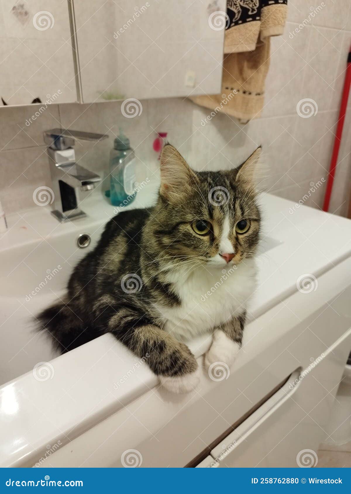 Vertical Portrait of a Cat in a Bathroom Stock Photo Image of