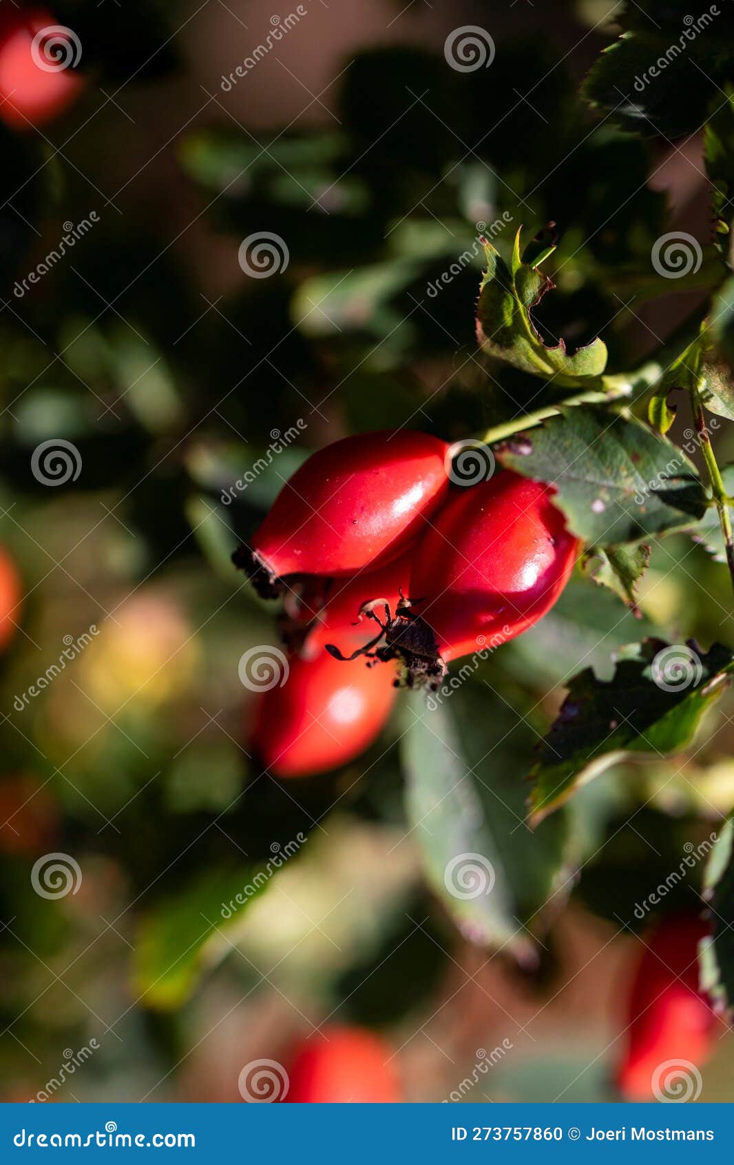 vertical portrait of rose haw, rose hep or rose hip berries still hanging on a branch inbetween the leaves of the bush of the