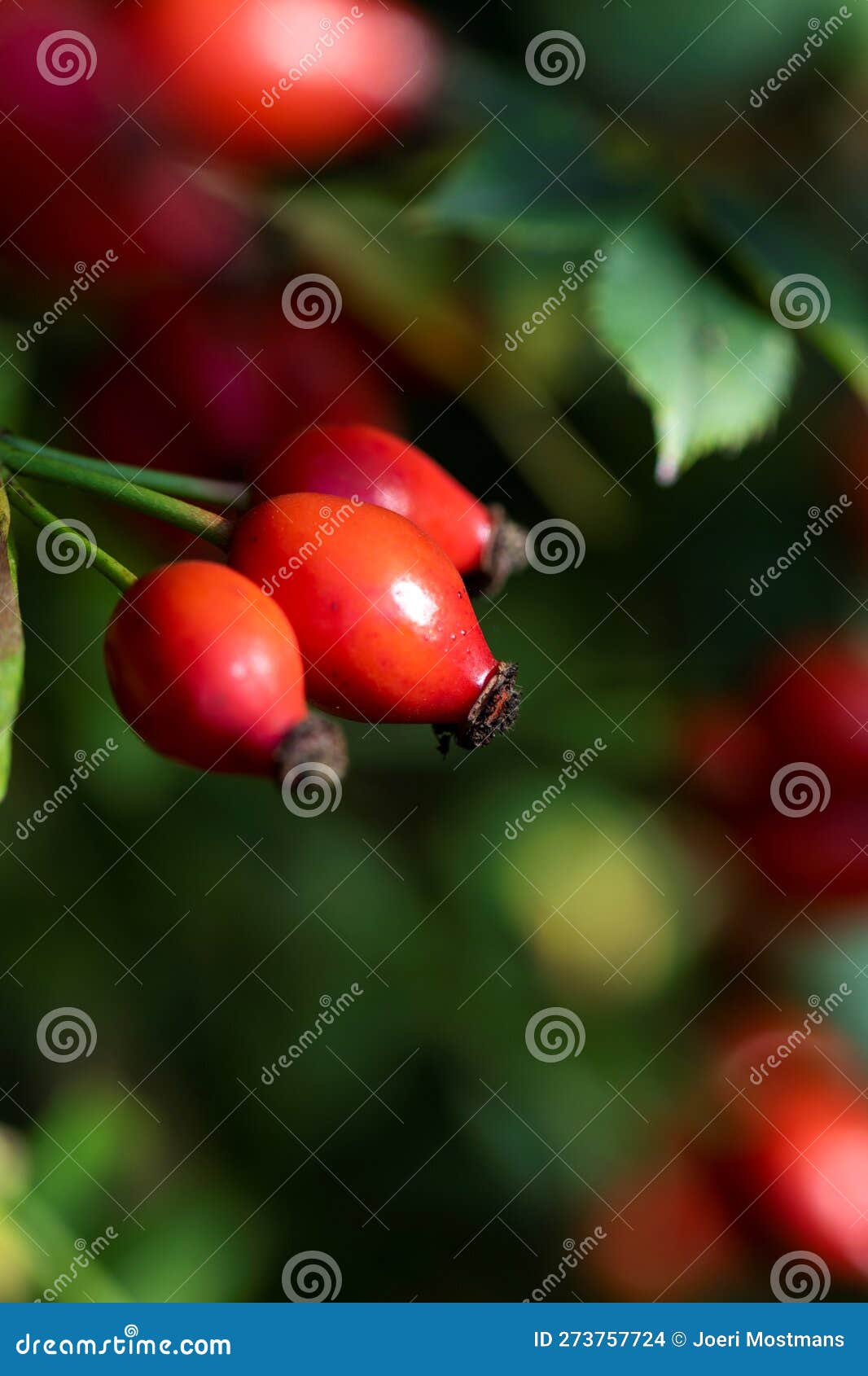 vertical portrait of rose hep, rose haw or rose hip berries still hanging on a branch inbetween the leaves of the bush of the