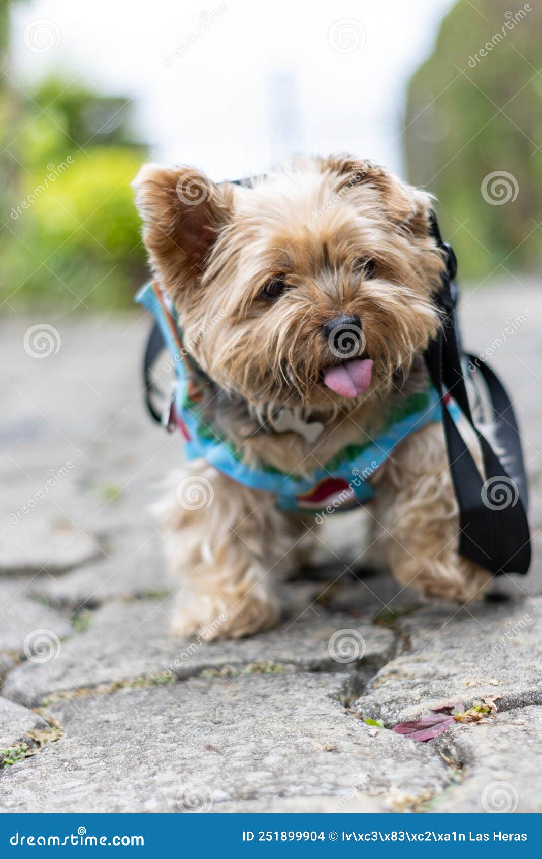 Vertical Portrait of a Yorkshire Terrier Walking with a Dog Carrier