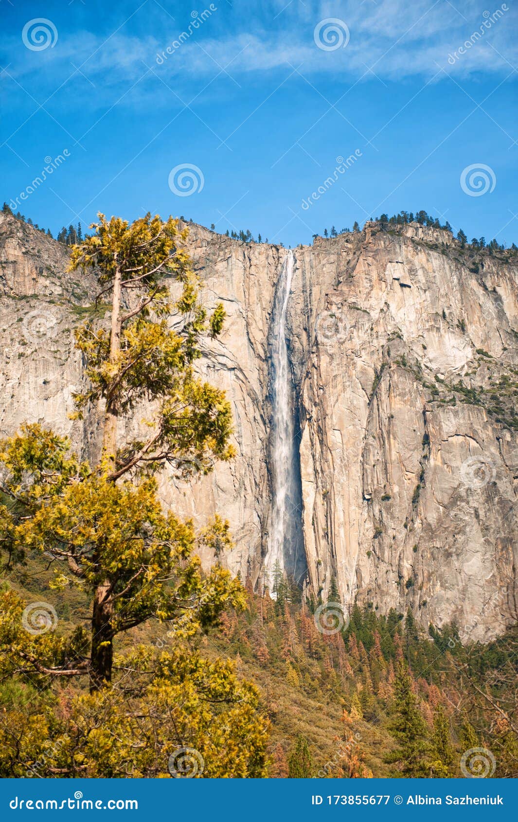 Vertical Scenic Landscape With Waterfall Rocks And Large Sequoia In