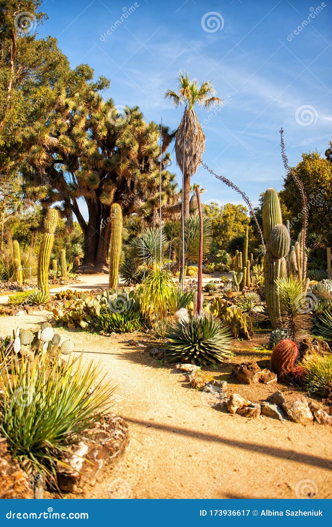Vertical Scenic View Of Arizona Cactus Garden In Stanford