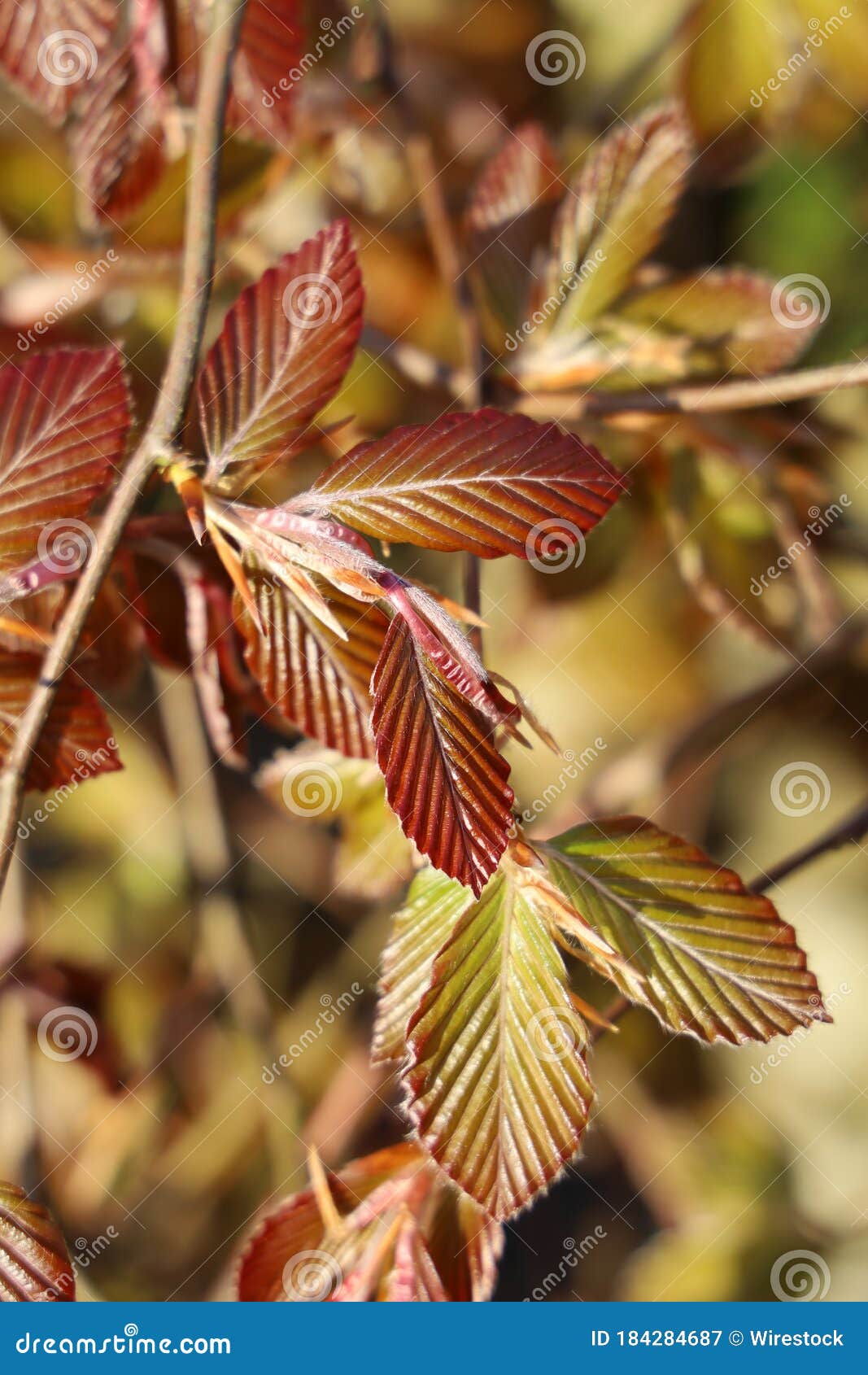 Vertical Selective Focus Shot of Copper Beech Branch Stock Image