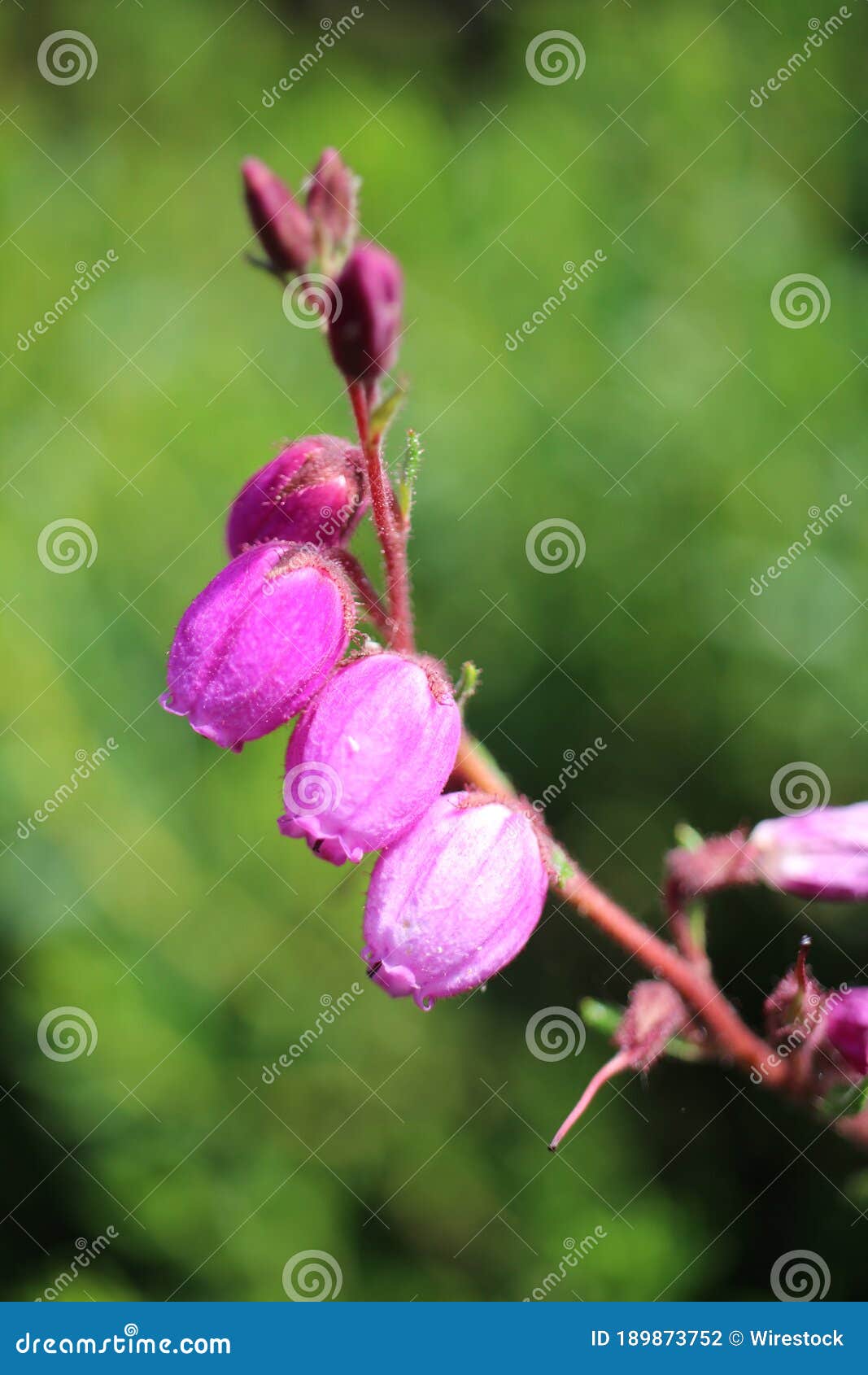 vertical selective focus shot of daboecia cantabrica flowers with a blurry green background