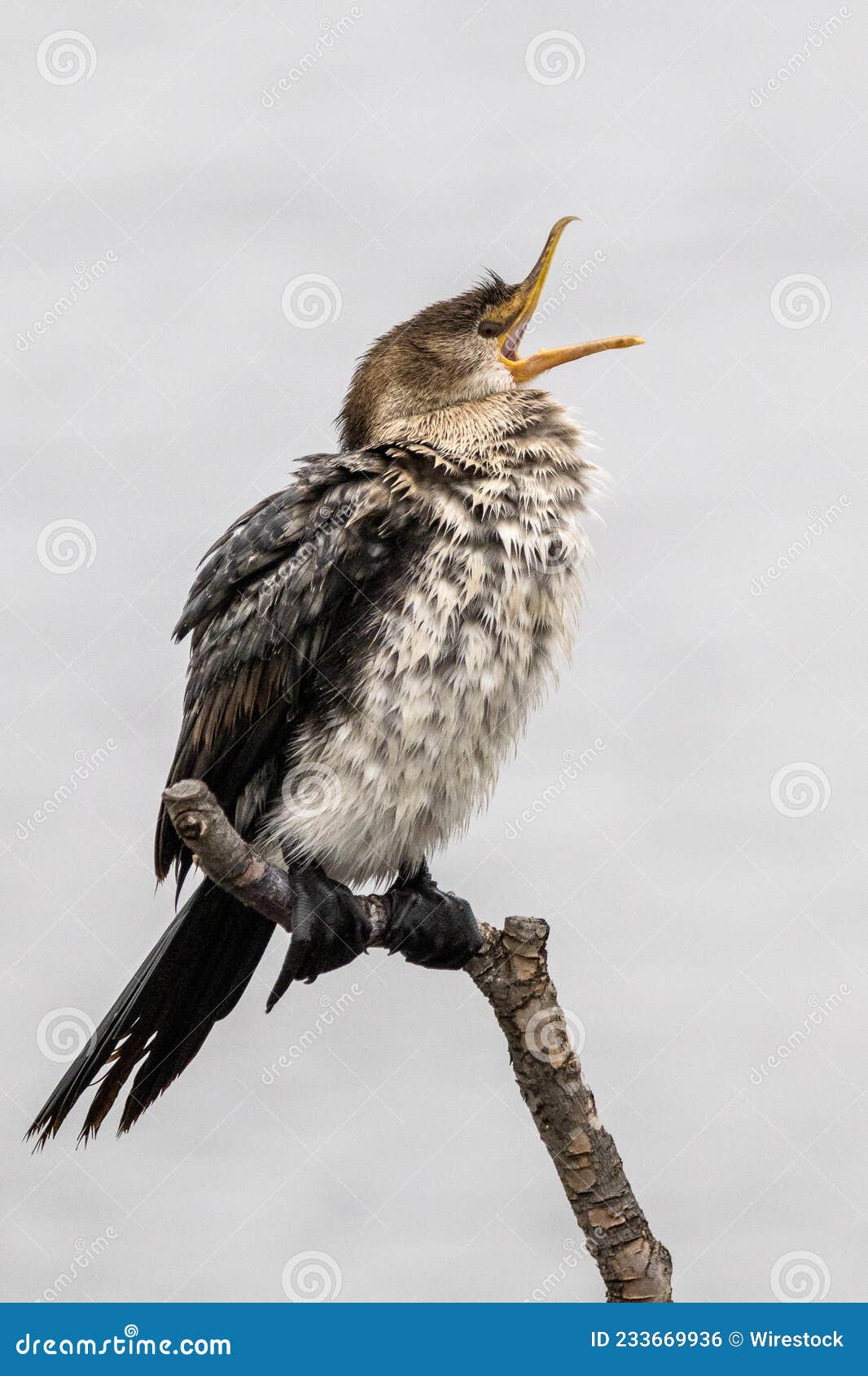 vertical selective focus of a songbird trill  perched on a tree branch on a blurred background
