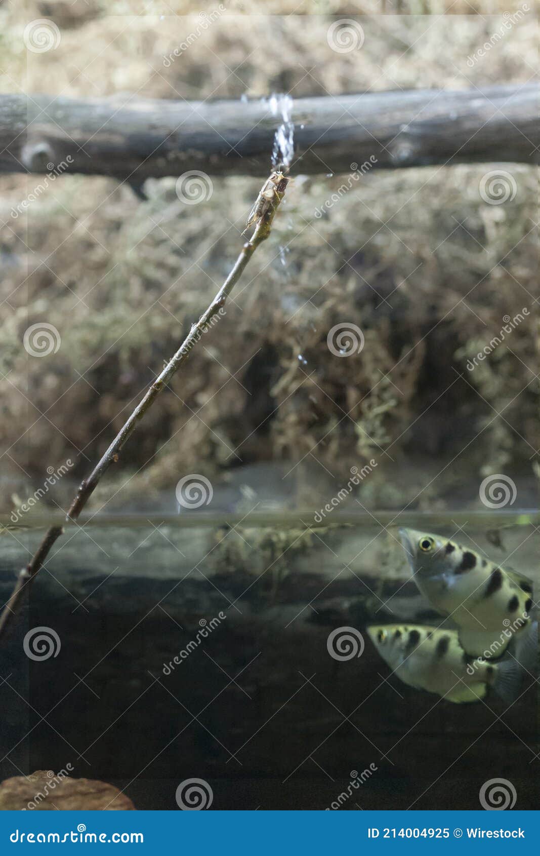 Vertical Shot of an Archer Fish Shooting Water and Attacking an Insect