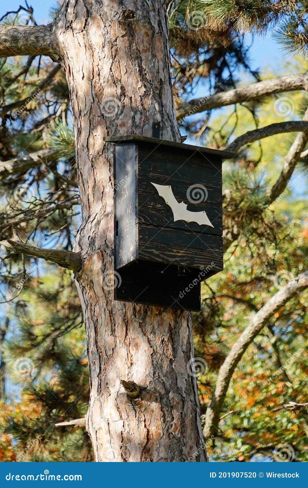 Vertical Shot of a Bat House on the Tree in the Park Stock Photo