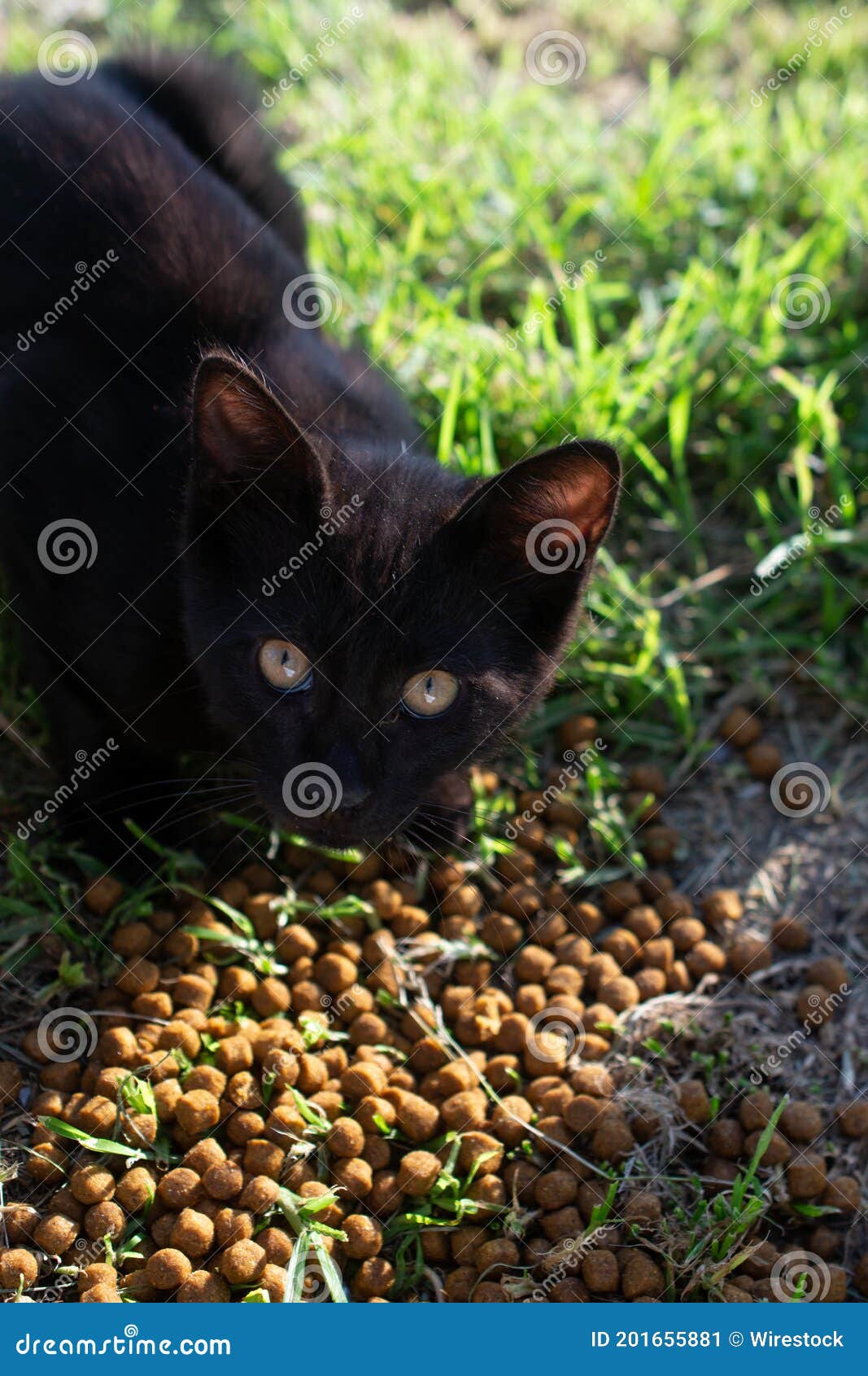 Vertical Shot of a Beautiful Black Cat Eating Cat Food Stock Image