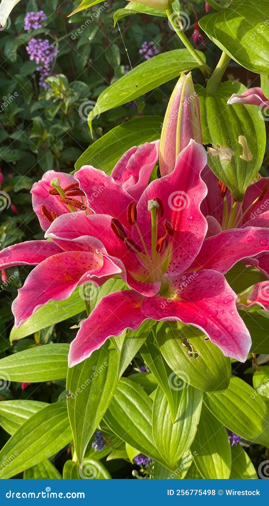 Vertical Shot of a Beautiful Pink Lily Stock Photo - Image of flora ...